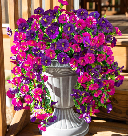 🌺Hanging Morning Glory