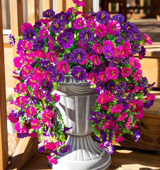 🌺Hanging Morning Glory