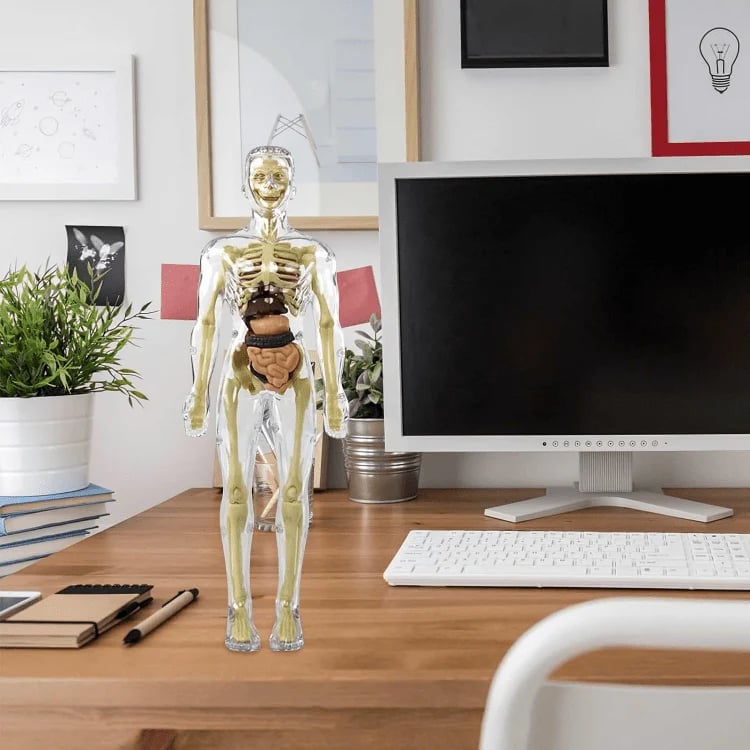 Klares Modell der menschlichen Körperstruktur