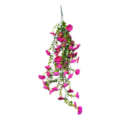🌺Hanging Morning Glory